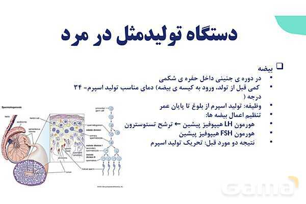 آموزش گفتار 1 فصل هفتم: دستگاه تولید مثل در مرد | زیست شناسی یازدهم- پیش نمایش