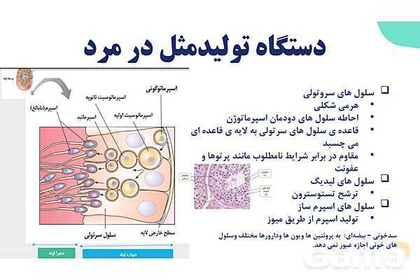 آموزش گفتار 1 فصل هفتم: دستگاه تولید مثل در مرد | زیست شناسی یازدهم- پیش نمایش
