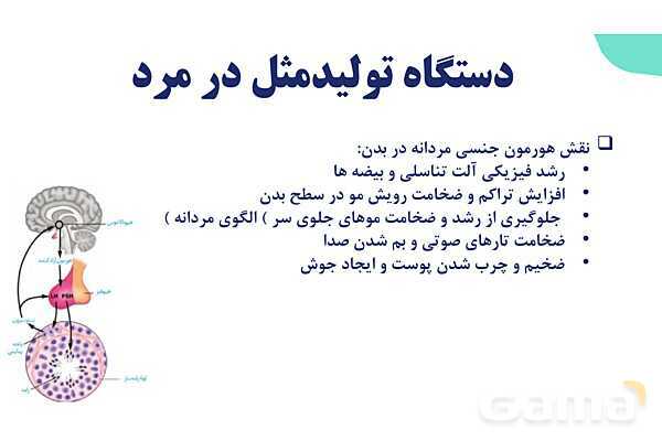 آموزش گفتار 1 فصل هفتم: دستگاه تولید مثل در مرد | زیست شناسی یازدهم- پیش نمایش