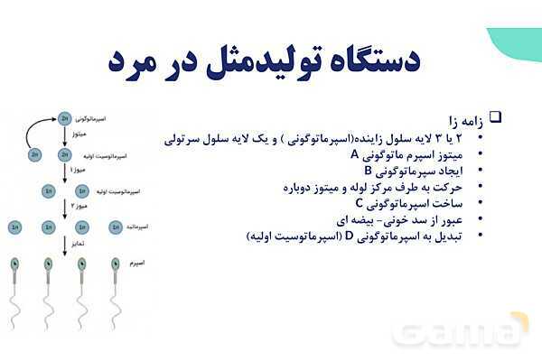 آموزش گفتار 1 فصل هفتم: دستگاه تولید مثل در مرد | زیست شناسی یازدهم- پیش نمایش