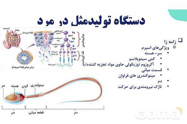 آموزش گفتار 1 فصل هفتم: دستگاه تولید مثل در مرد | زیست شناسی یازدهم- پیش نمایش