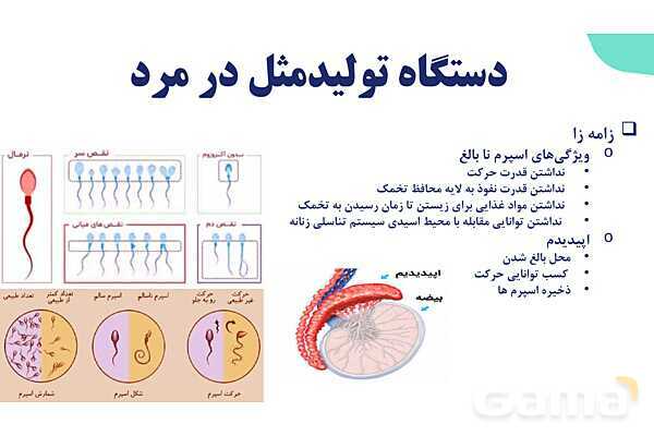 آموزش گفتار 1 فصل هفتم: دستگاه تولید مثل در مرد | زیست شناسی یازدهم- پیش نمایش