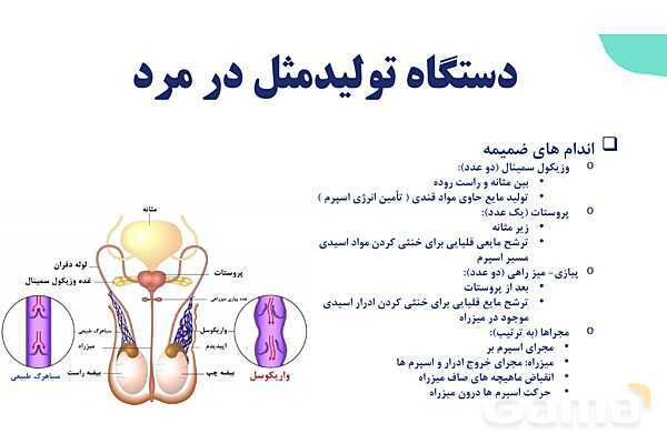 آموزش گفتار 1 فصل هفتم: دستگاه تولید مثل در مرد | زیست شناسی یازدهم- پیش نمایش