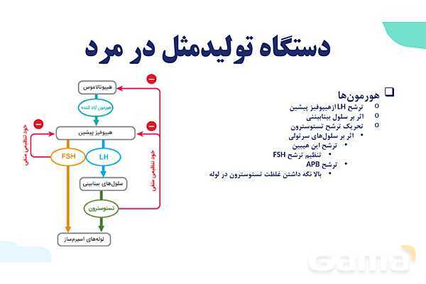 آموزش گفتار 1 فصل هفتم: دستگاه تولید مثل در مرد | زیست شناسی یازدهم- پیش نمایش
