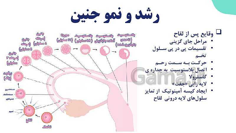 آموزش گفتار 3 فصل هفتم: رشد و نمو جنین | زیست شناسی یازدهم- پیش نمایش