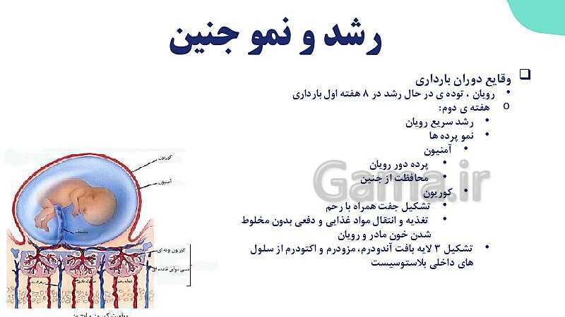 آموزش گفتار 3 فصل هفتم: رشد و نمو جنین | زیست شناسی یازدهم- پیش نمایش