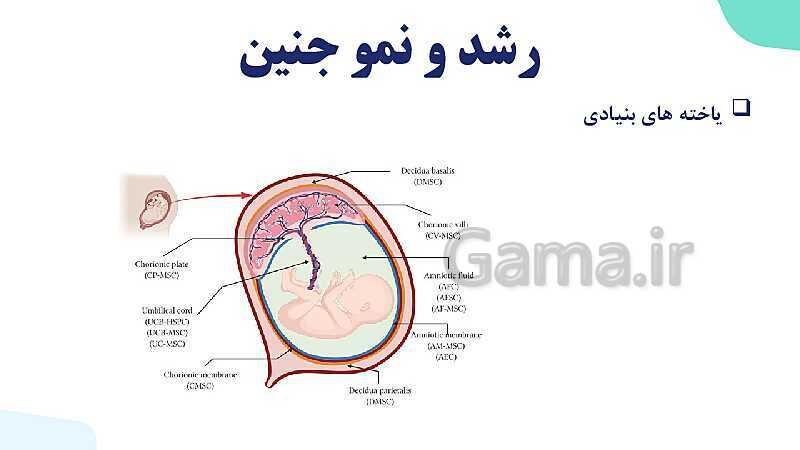 آموزش گفتار 3 فصل هفتم: رشد و نمو جنین | زیست شناسی یازدهم- پیش نمایش