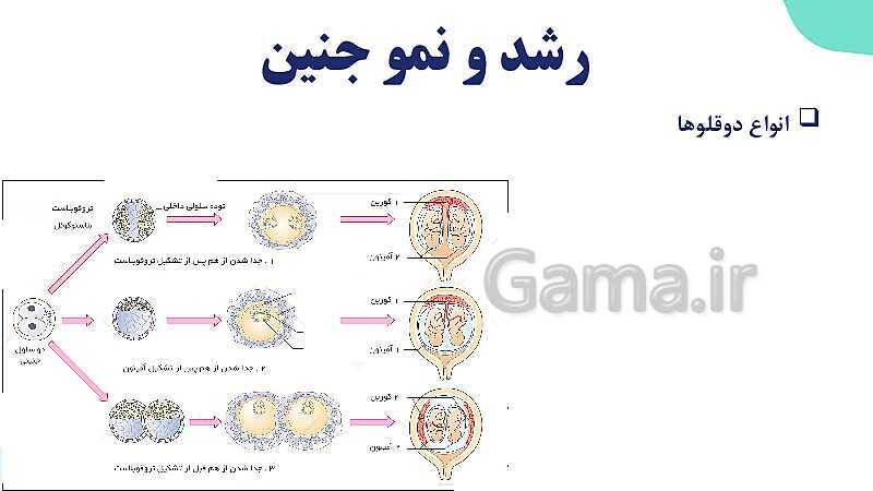 آموزش گفتار 3 فصل هفتم: رشد و نمو جنین | زیست شناسی یازدهم- پیش نمایش
