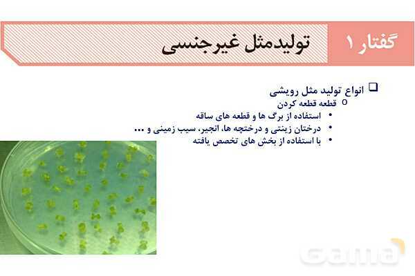 آموزش فصل هشتم: تولید مثل نهان دانگان | زیست شناسی یازدهم- پیش نمایش
