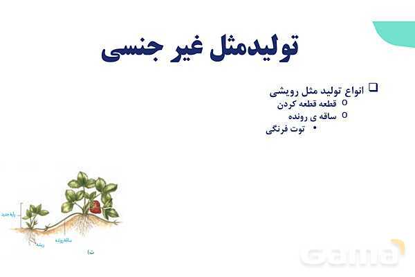 آموزش فصل هشتم: تولید مثل نهان دانگان | زیست شناسی یازدهم- پیش نمایش