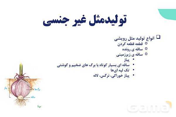 آموزش فصل هشتم: تولید مثل نهان دانگان | زیست شناسی یازدهم- پیش نمایش