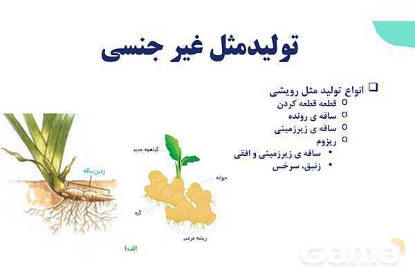 آموزش فصل هشتم: تولید مثل نهان دانگان | زیست شناسی یازدهم- پیش نمایش