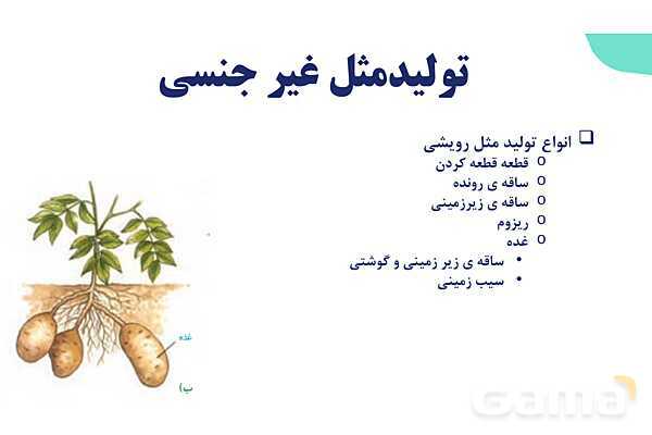 آموزش فصل هشتم: تولید مثل نهان دانگان | زیست شناسی یازدهم- پیش نمایش