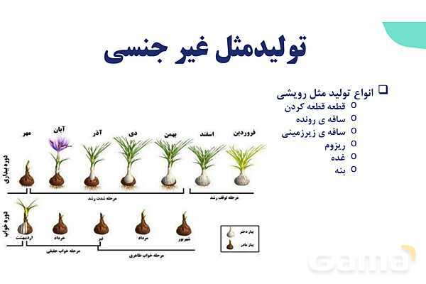 آموزش فصل هشتم: تولید مثل نهان دانگان | زیست شناسی یازدهم- پیش نمایش