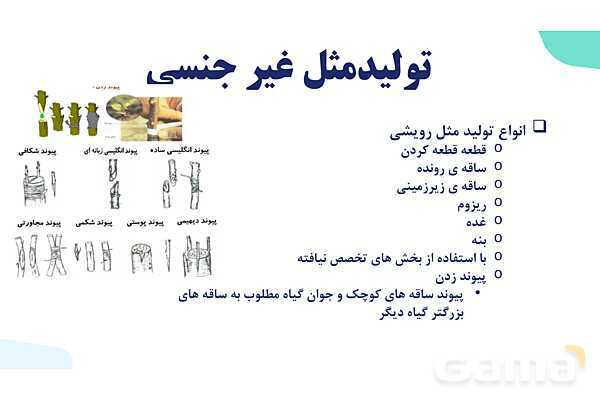 آموزش فصل هشتم: تولید مثل نهان دانگان | زیست شناسی یازدهم- پیش نمایش