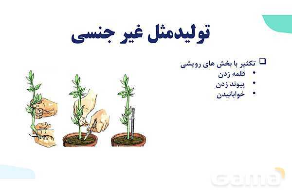 آموزش فصل هشتم: تولید مثل نهان دانگان | زیست شناسی یازدهم- پیش نمایش