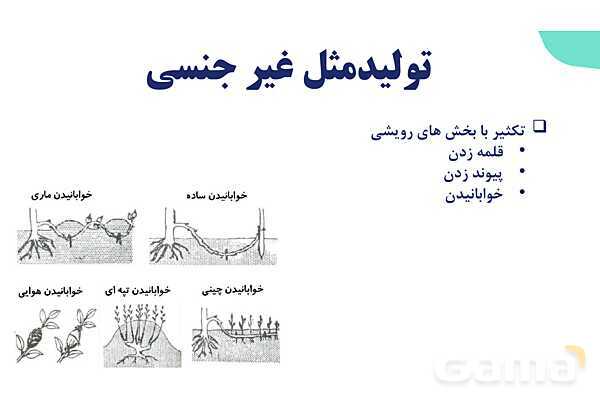 آموزش فصل هشتم: تولید مثل نهان دانگان | زیست شناسی یازدهم- پیش نمایش