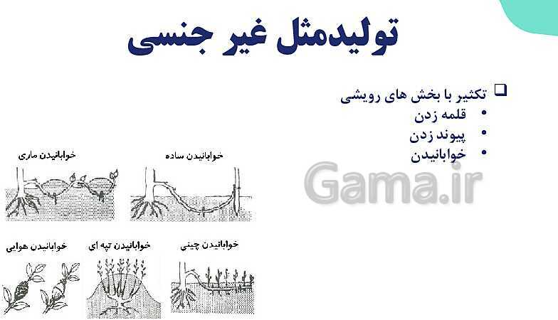 آموزش فصل هشتم: تولید مثل نهان دانگان | زیست شناسی یازدهم- پیش نمایش