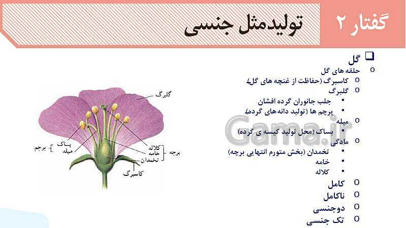 آموزش فصل هشتم: تولید مثل نهان دانگان | زیست شناسی یازدهم- پیش نمایش