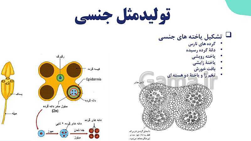 آموزش فصل هشتم: تولید مثل نهان دانگان | زیست شناسی یازدهم- پیش نمایش