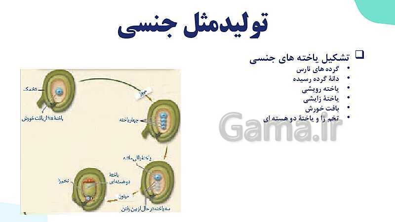 آموزش فصل هشتم: تولید مثل نهان دانگان | زیست شناسی یازدهم- پیش نمایش