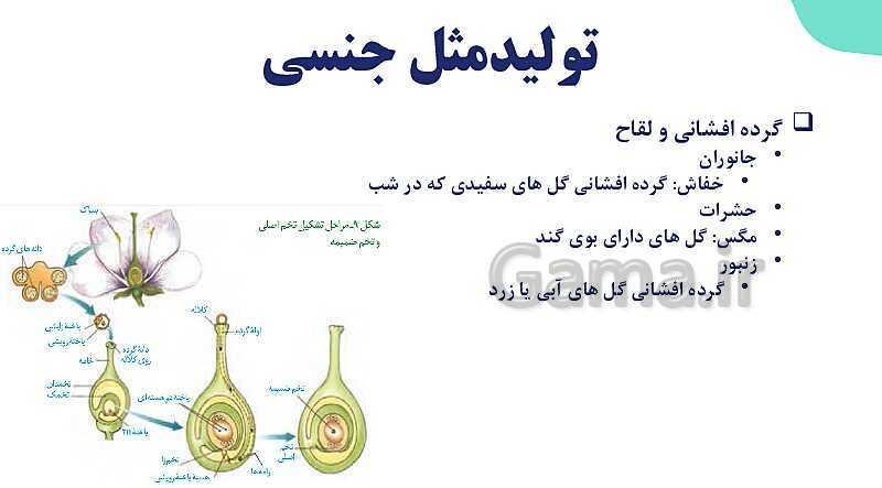 آموزش فصل هشتم: تولید مثل نهان دانگان | زیست شناسی یازدهم- پیش نمایش