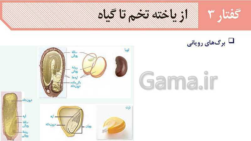 آموزش فصل هشتم: تولید مثل نهان دانگان | زیست شناسی یازدهم- پیش نمایش