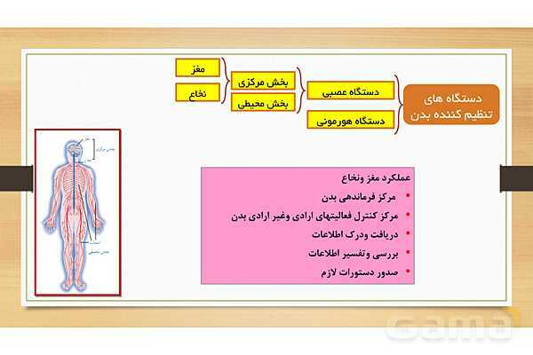 پاورپوینت دستگاه عصبی (فصل 4 علوم هشتم)- پیش نمایش
