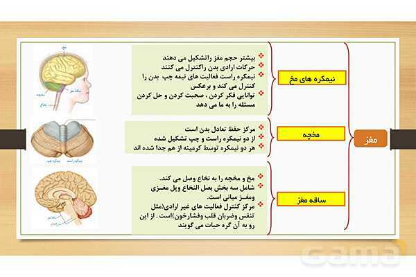 پاورپوینت دستگاه عصبی (فصل 4 علوم هشتم)- پیش نمایش