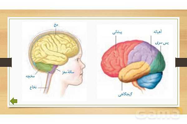 پاورپوینت دستگاه عصبی (فصل 4 علوم هشتم)- پیش نمایش