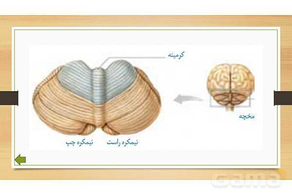 پاورپوینت دستگاه عصبی (فصل 4 علوم هشتم)- پیش نمایش