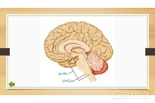 پاورپوینت دستگاه عصبی (فصل 4 علوم هشتم)- پیش نمایش