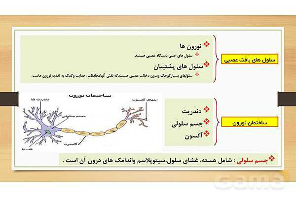 پاورپوینت دستگاه عصبی (فصل 4 علوم هشتم)- پیش نمایش