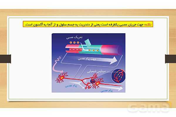 پاورپوینت دستگاه عصبی (فصل 4 علوم هشتم)- پیش نمایش
