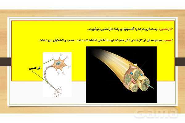 پاورپوینت دستگاه عصبی (فصل 4 علوم هشتم)- پیش نمایش