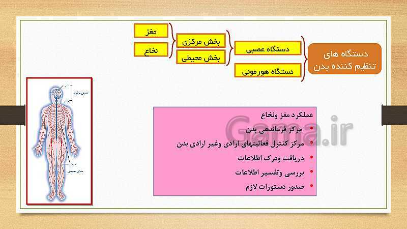 پاورپوینت دستگاه عصبی (فصل 4 علوم هشتم)- پیش نمایش