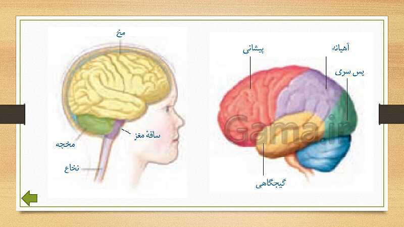 پاورپوینت دستگاه عصبی (فصل 4 علوم هشتم)- پیش نمایش