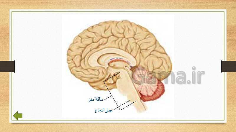 پاورپوینت دستگاه عصبی (فصل 4 علوم هشتم)- پیش نمایش