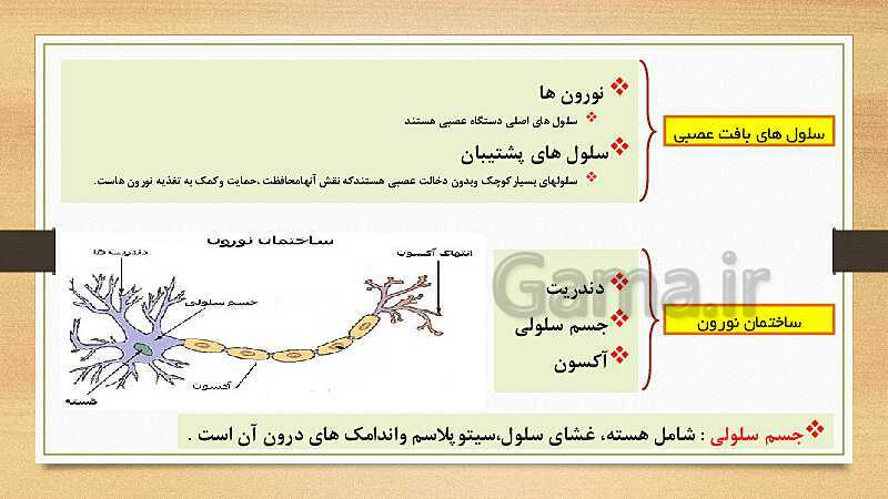 پاورپوینت دستگاه عصبی (فصل 4 علوم هشتم)- پیش نمایش