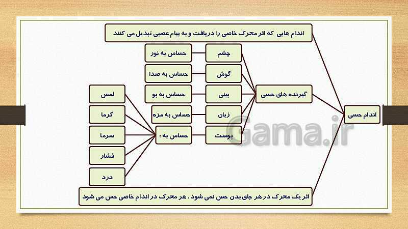 پاورپوینت دستگاه حسی (فصل 5 علوم هشتم)- پیش نمایش