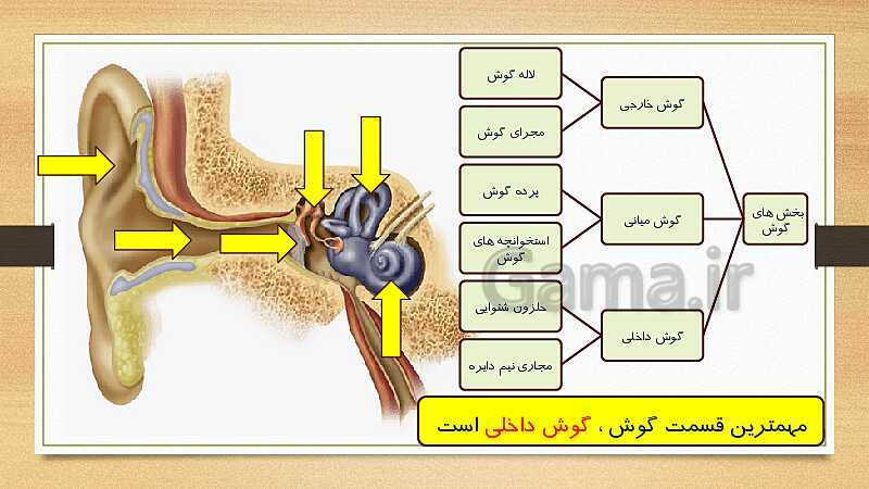 پاورپوینت دستگاه حسی (فصل 5 علوم هشتم)- پیش نمایش