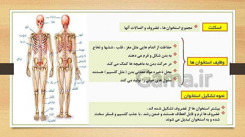 پاورپوینت دستگاه حرکتی (فصل 5 علوم هشتم)- پیش نمایش