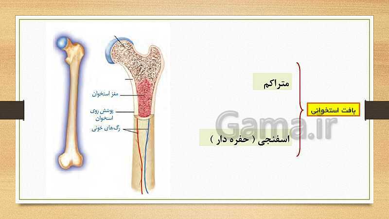 پاورپوینت دستگاه حرکتی (فصل 5 علوم هشتم)- پیش نمایش