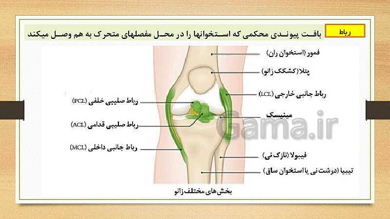 پاورپوینت دستگاه حرکتی (فصل 5 علوم هشتم)- پیش نمایش