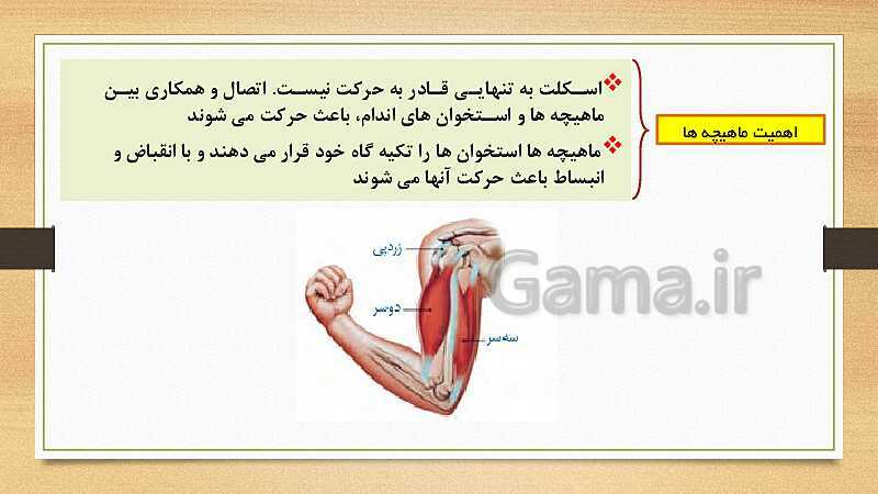 پاورپوینت دستگاه حرکتی (فصل 5 علوم هشتم)- پیش نمایش