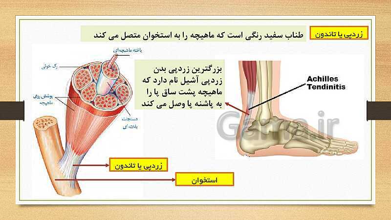 پاورپوینت دستگاه حرکتی (فصل 5 علوم هشتم)- پیش نمایش