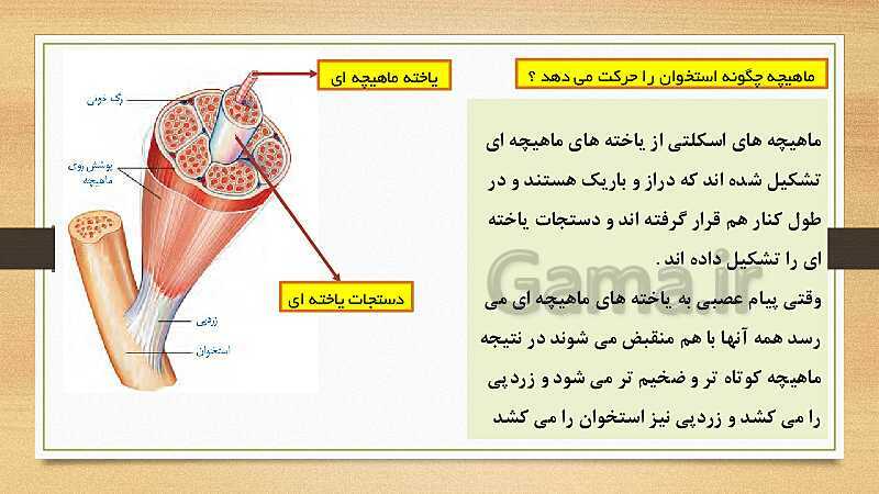 پاورپوینت دستگاه حرکتی (فصل 5 علوم هشتم)- پیش نمایش