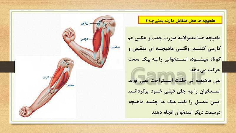 پاورپوینت دستگاه حرکتی (فصل 5 علوم هشتم)- پیش نمایش