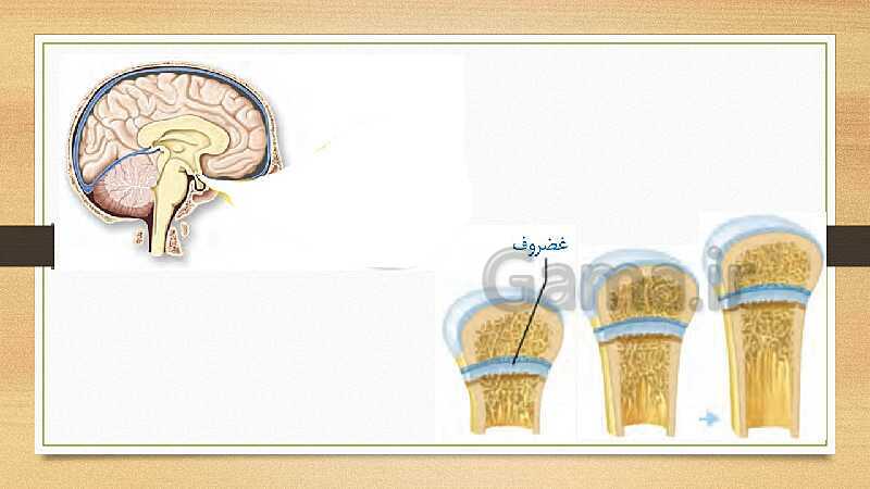 پاورپوینت تنظیم هورمونی (فصل 6 علوم هشتم)- پیش نمایش