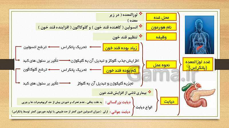 پاورپوینت تنظیم هورمونی (فصل 6 علوم هشتم)- پیش نمایش